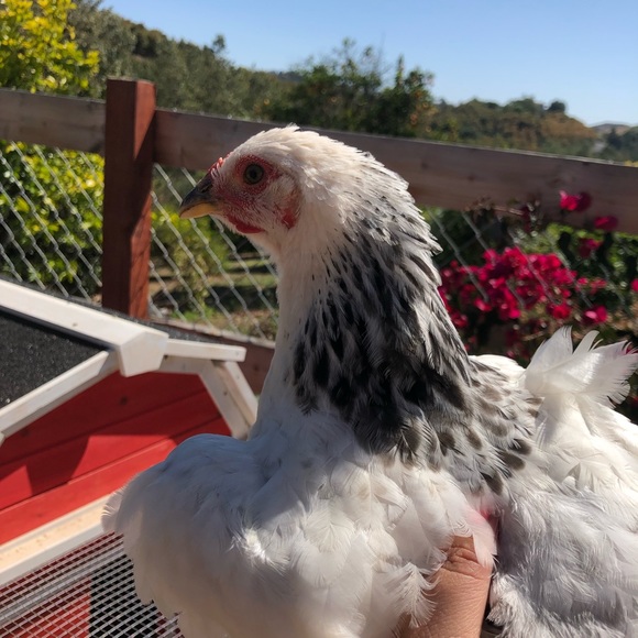 Meet your Posher, Snowwhite - Picture 7 of 13